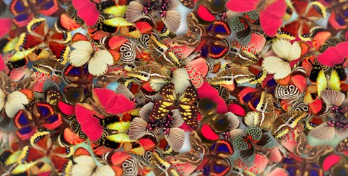 Elegant Butterflies - Project for After Effects (Videohive)