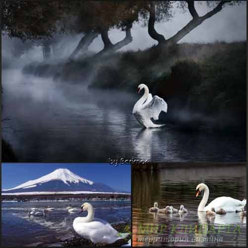  Лебеди шикарные и многообразные фото