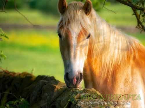  Привлекательные лошади на разнородных фото 