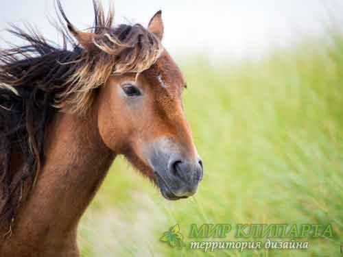  Привлекательные лошади на разнородных фото 