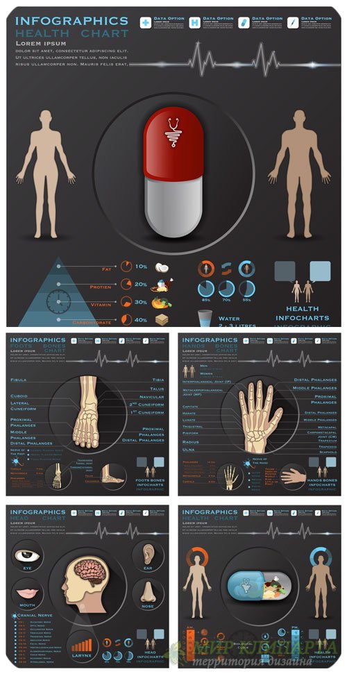 Медицина, анатомия, инфографика в векторе / Medicine, anatomy, infographics vector