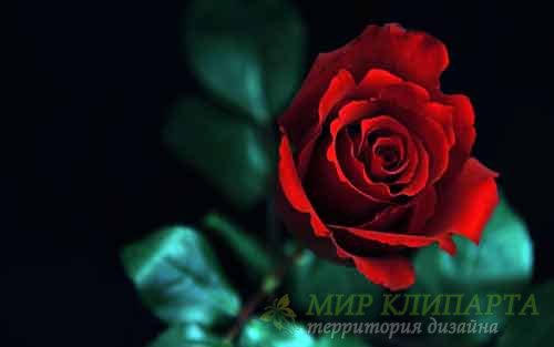  Розы необыкновенные и превосходные фото 