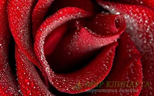  Розы необыкновенные и превосходные фото 