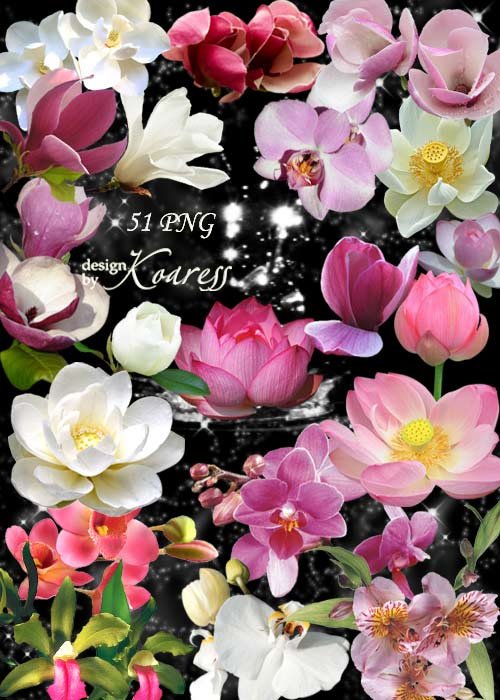Png клипарт с лотосами, водяными лилиями, орхидеями - Экзотические цветы
