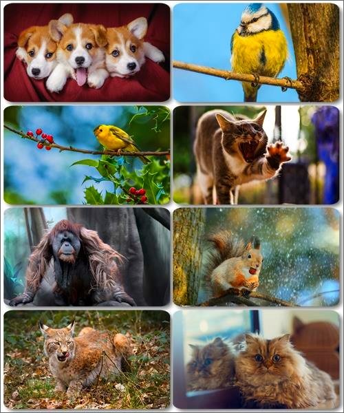 Забавные животные - Коллекция фото обоев (часть 27)