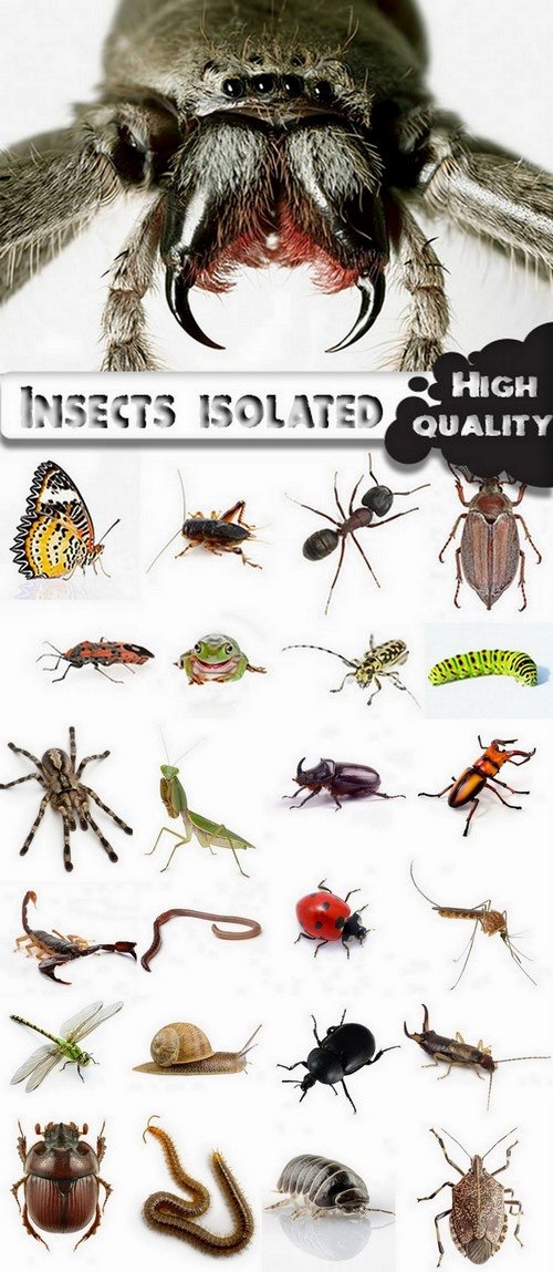 Insects isolated stock images #2 - 25 HQ Jpg