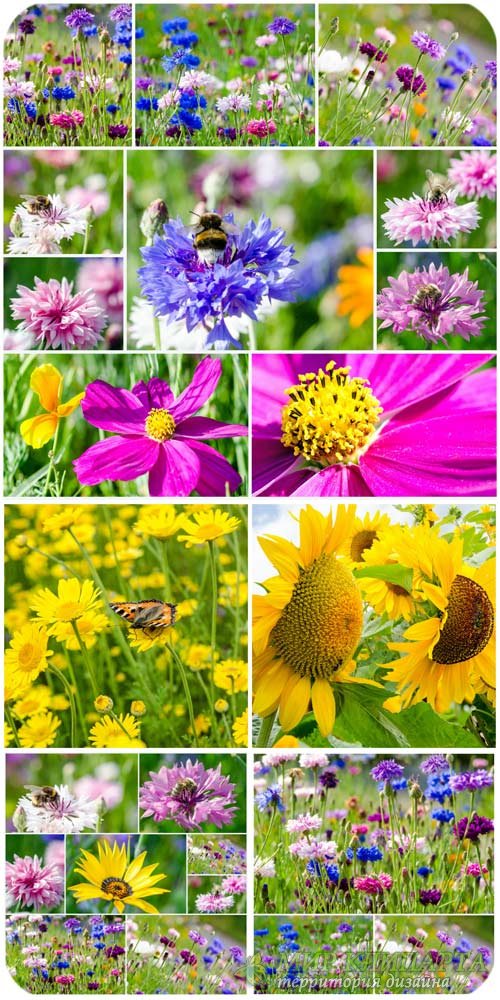Цветочные поля, подсолнухи / Flower field, sunflowers - Stock photo