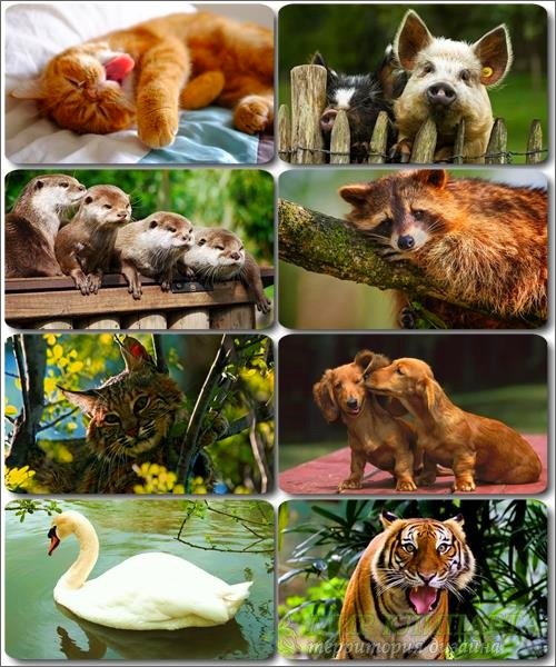 Забавные животные - Коллекция фото обоев (часть 29)