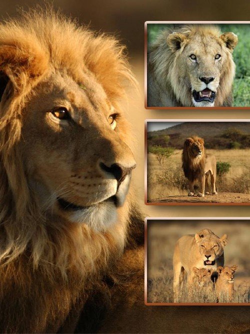 Хищники: Львы и львицы (подборка изображений)
