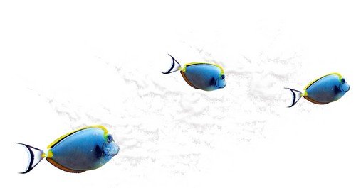 Рыбки на прозрачном фоне