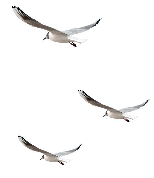 Птицы у воды - чайки, аисты, цапли, фламинго на прозрачном фоне