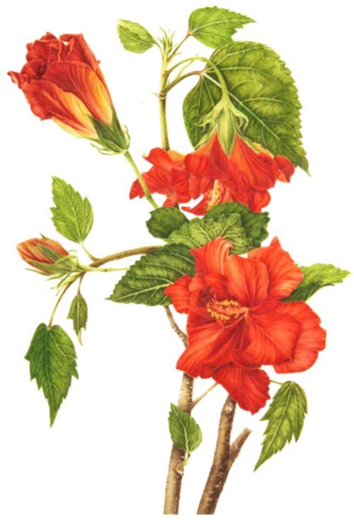 Гибискус - цветы на прозрачном фоне
