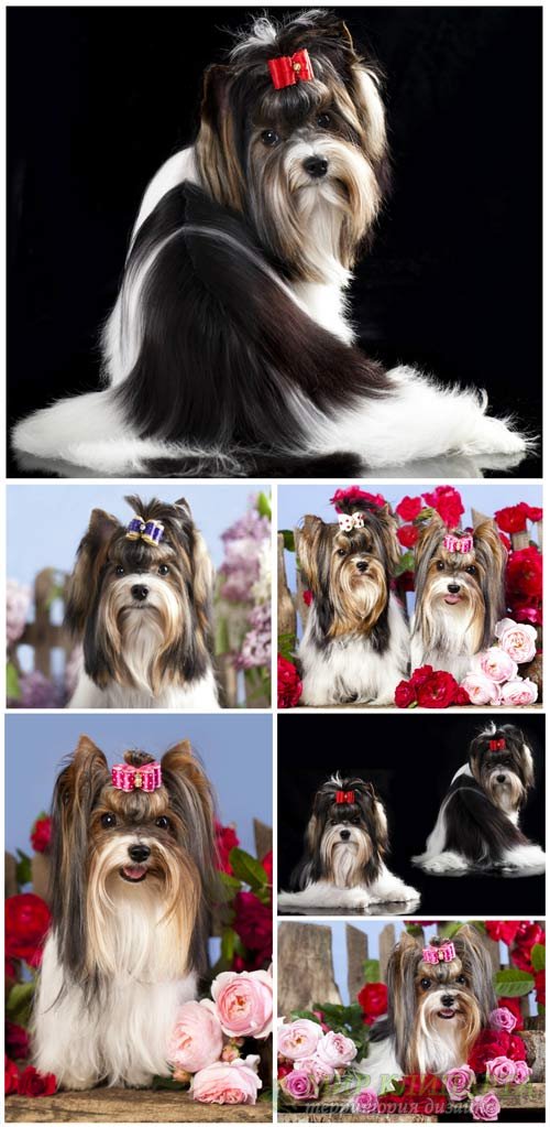 Породистые щенки и цветы / Purebred puppies and flowers - Stock Photo