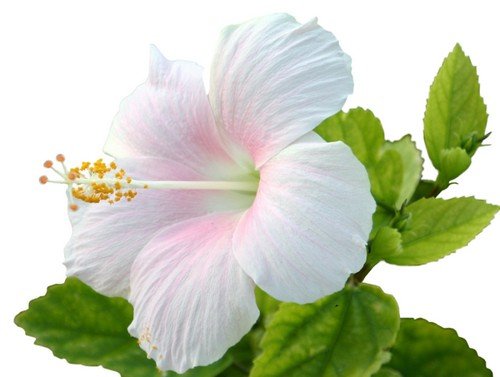 Гибискус - цветы на прозрачном фоне 
