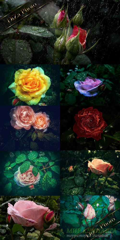 Розы и дождь