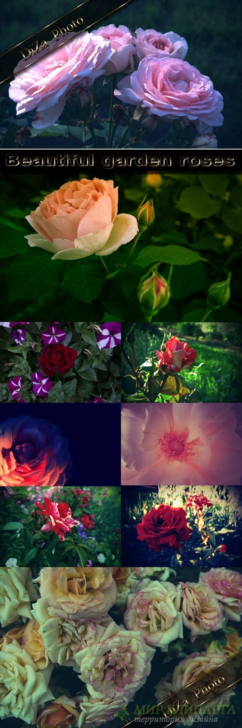 Прекрасные садовые розы 