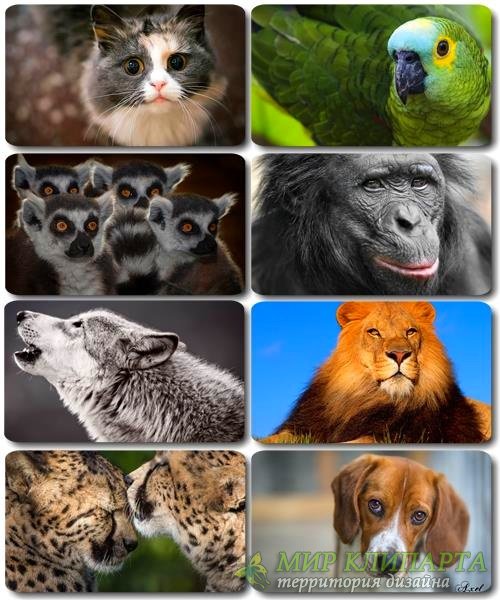 Забавные животные - Коллекция фото обоев (часть 36)