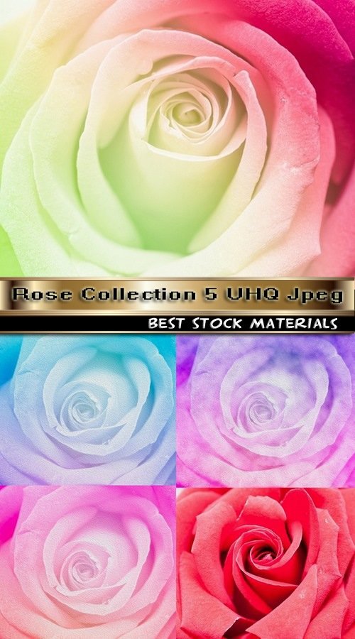 Rose Collection 5 UHQ Jpeg