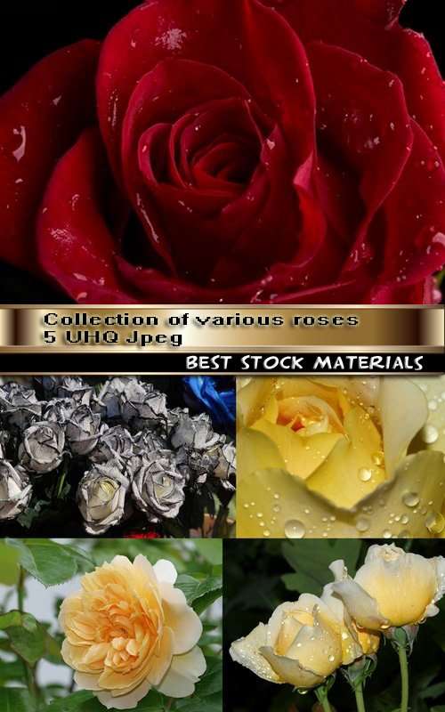 Collection of various roses 5 UHQ Jpeg