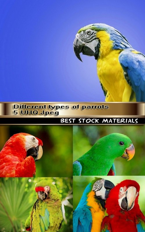Different types of parrots 5 UHQ Jpeg