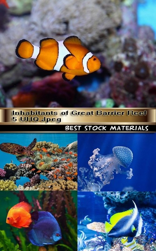 Inhabitants of Great Barrier Reef 5 UHQ Jpeg