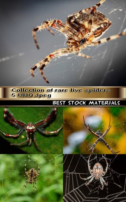 Collection of rare live spiders 5 UHQ Jpeg