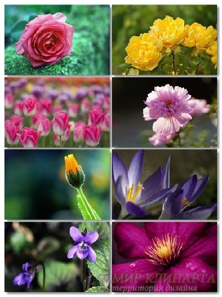 Коллекция прекрасных фото цветов для рабочего стола выпуск 44