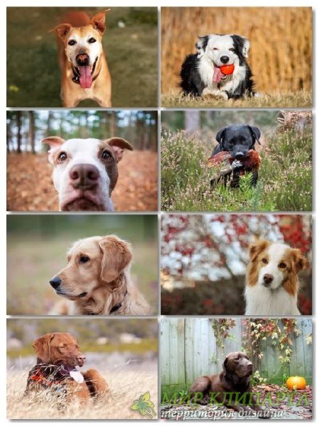 Подборка фото разных пород собак отличного качества выпуск 3