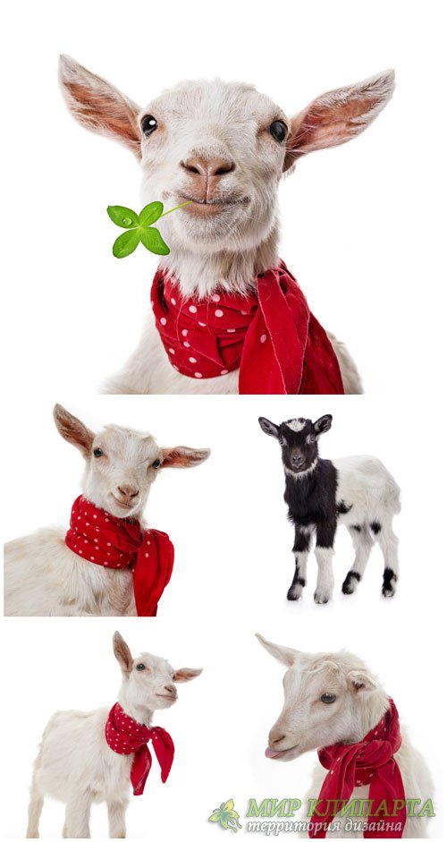 Коза с красным платком / Goat with a red handkerchief - Stock photo