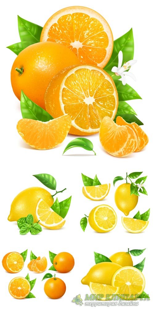 Лимон, апельсин в векторе / Lemon, orange vector