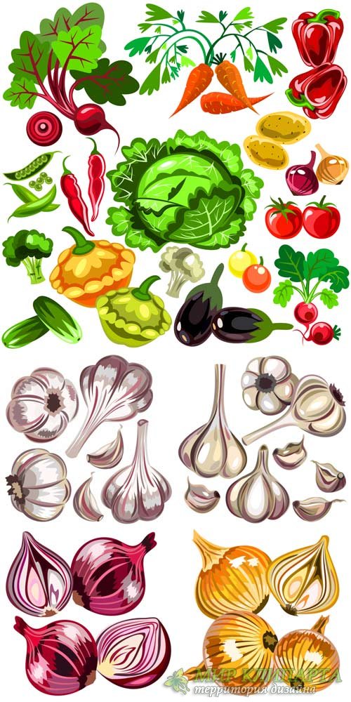 Овощи в векторе, лук, чеснок / Vegetables vector, onions, garlic