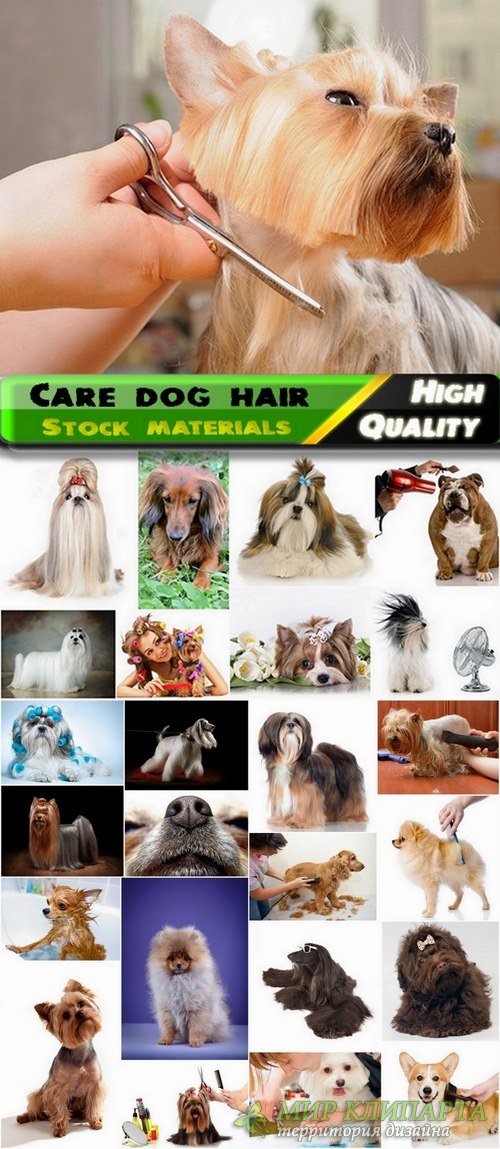 Care dog hair Stock images - 25 HQ Jpg