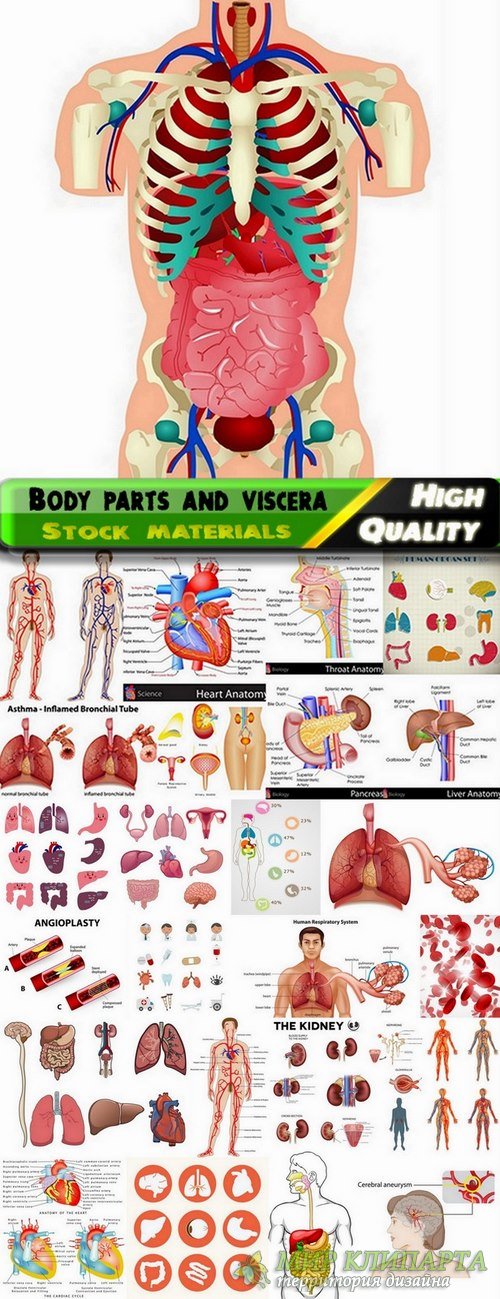 Body parts and viscera in vector from stock - 25 Eps