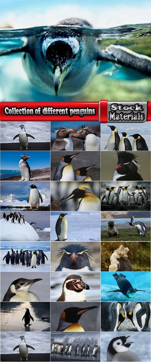 Collection of different penguins 25 UHQ Jpeg