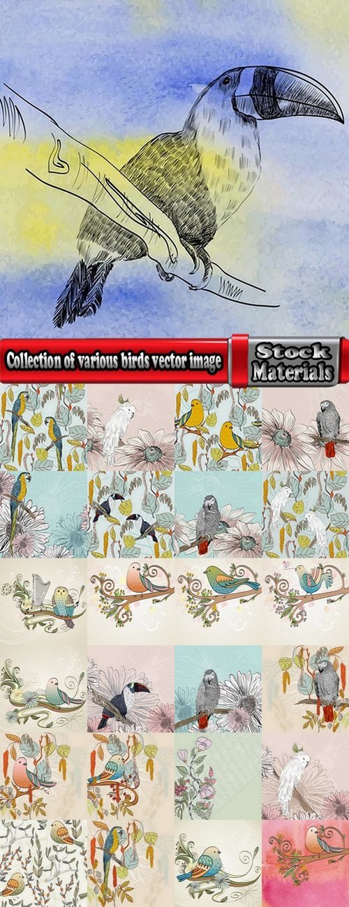 Collection of various birds vector image 25 Eps