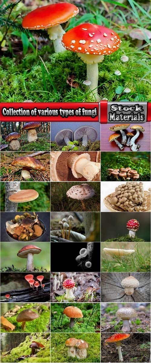 Collection of various types of fungi 25 UHQ Jpeg