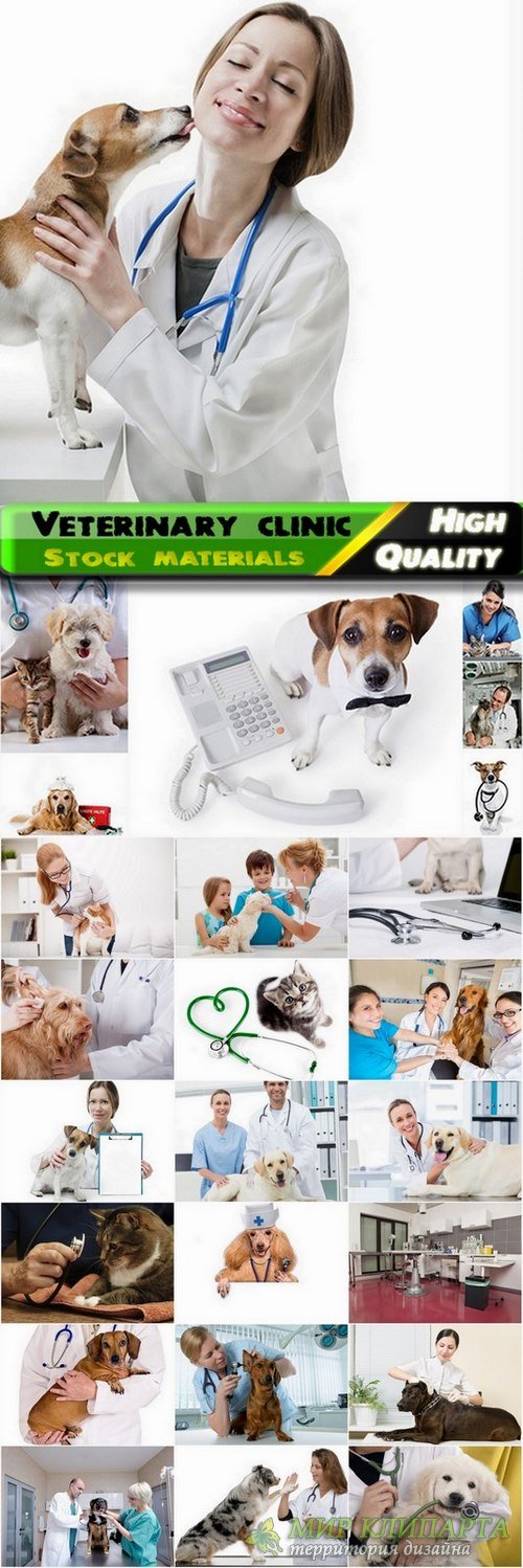 Veterinary clinic and treatment of pets Stock images - 25 HQ Jpg