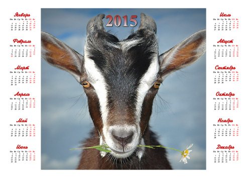  Календарь на 2015 год - Коза с цветком 