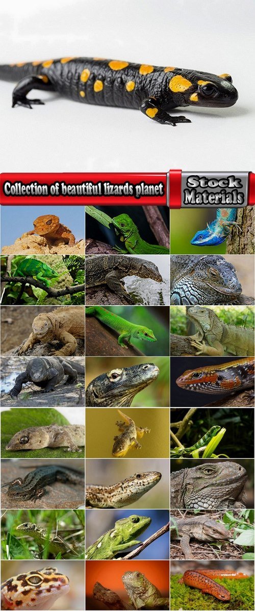 Collection of beautiful lizards planet 25 UHQ Jpeg