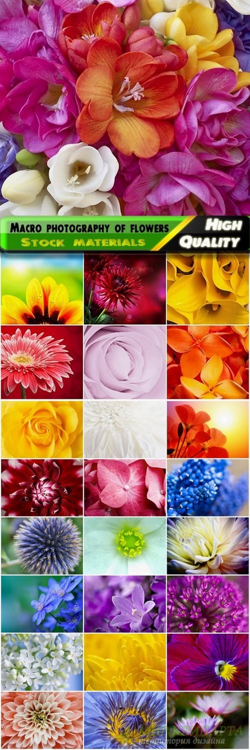 Macro photography of flowers Stock images - 25 HQ Jpg