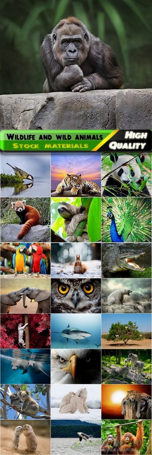 Wildlife and wild animals Stock images - 25 HQ Jpg