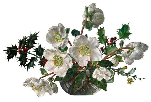 Рождественская роза - хелеборус на прозрачном фоне 