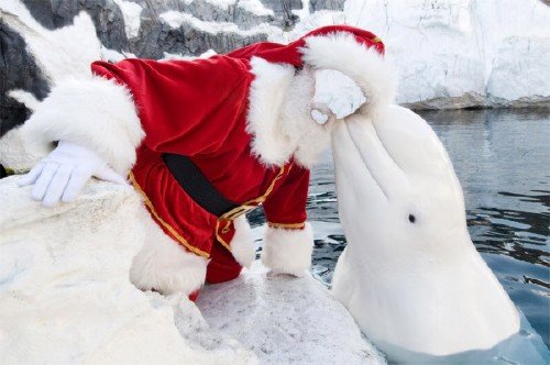 Photoshop шаблон - Дедушка мороз и китовидный дельфин 
