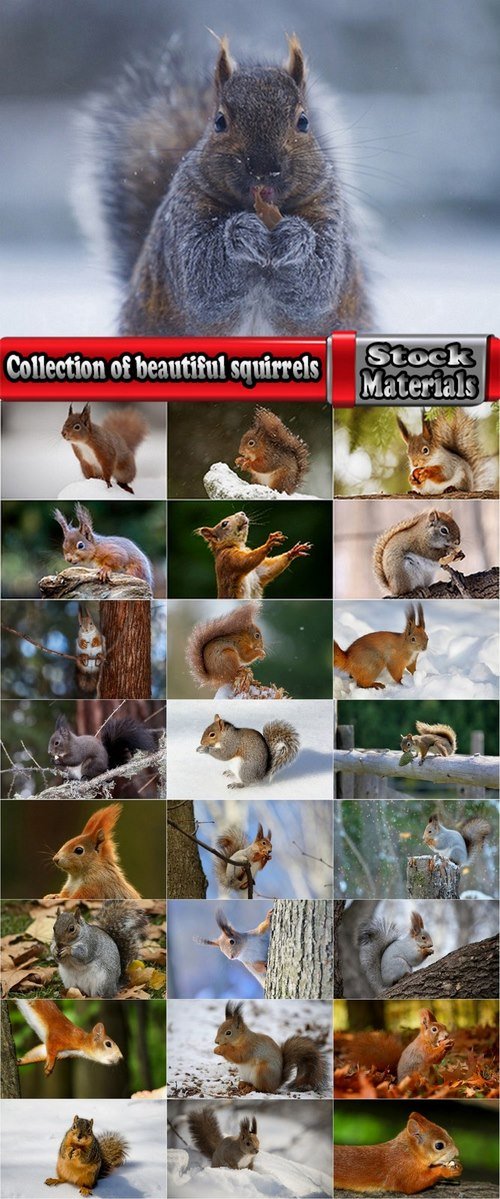 Collection of beautiful squirrels 25 UHQ Jpeg
