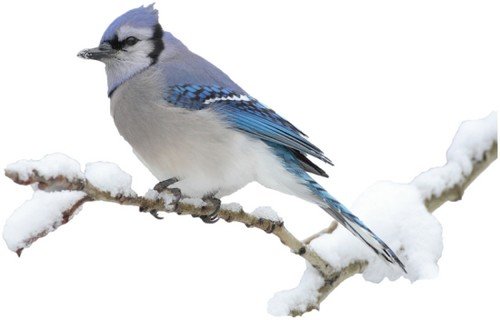 Зимние птицы - клипарт на прозрачном фоне