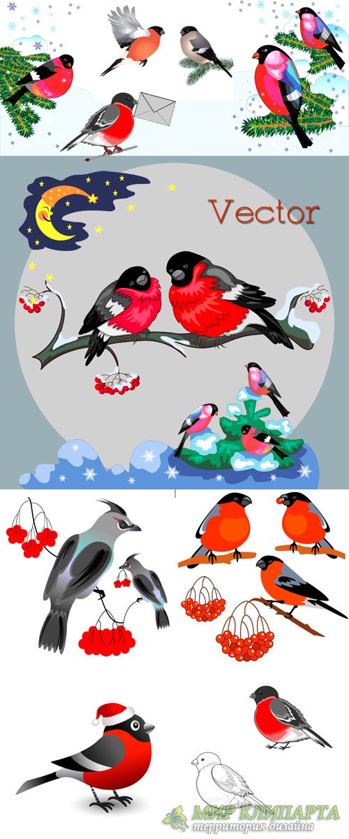 Подборка векторного клипарта – Снегири яркие птички 