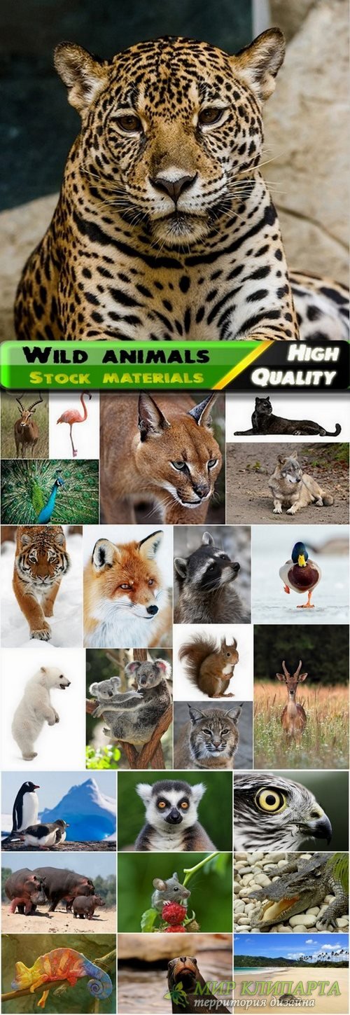 Wild animals in nature Stock images #2 - 25 HQ Jpg