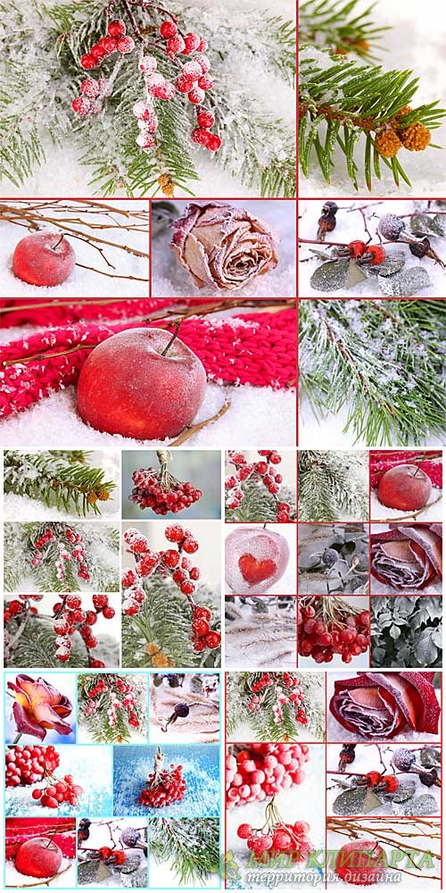 Winter collage, viburnum, tree branches, red rose - stock photos