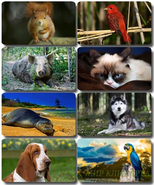 Забавные животные - Коллекция фото обоев (часть 45)