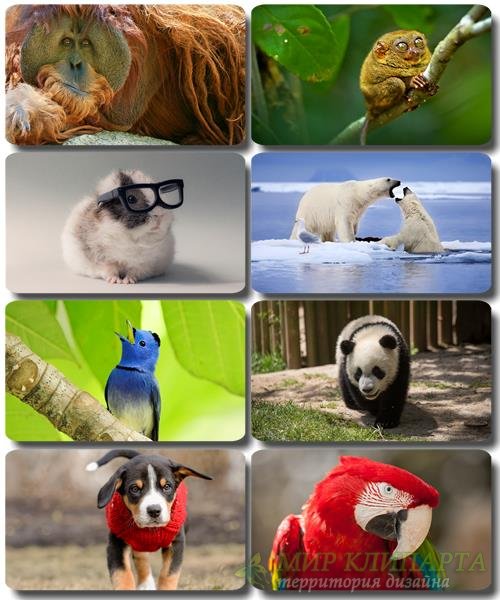 Забавные животные - Коллекция фото обоев (часть 46)